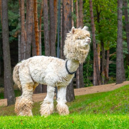 Weißes Alpaka mit zotteligem Fell steht auf einer grünen Weide vor einem Wald