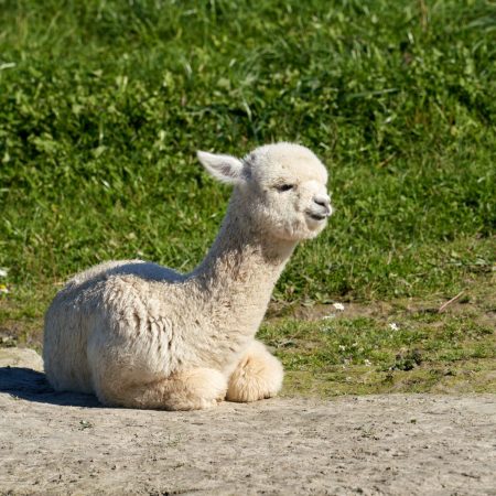 Junges weißes Alpaka liegt entspannt auf einer sonnigen Wiese – Gutschein für eine Alpaka-Wanderung
