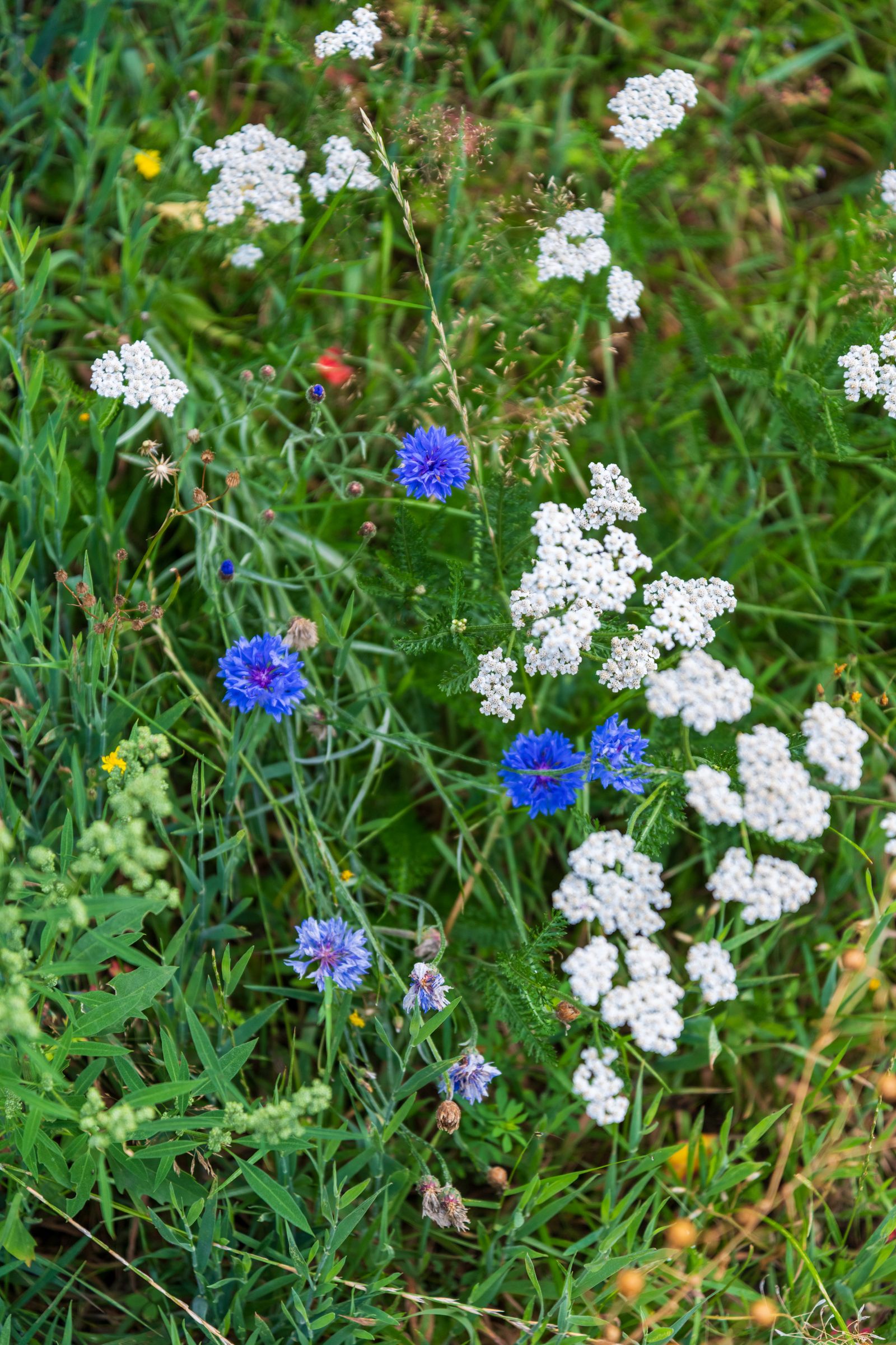 Blühende Wiese mit weißer Schafgarbe, blauen Kornblumen und hohen Gräsern