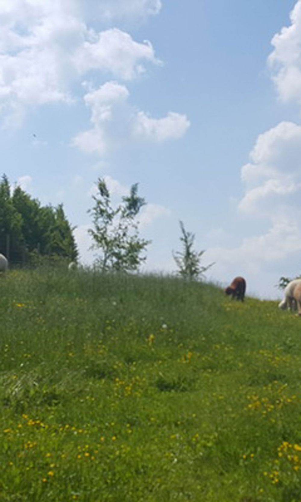 Tiere grasen auf einer grünen sanft geschwungenen Wiese unter blauem Sommerhimmel